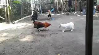 Fighting Cock vs Cat