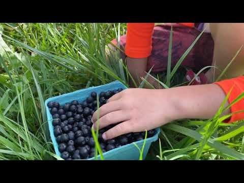 Video: Die Magiese En Genesende Eienskappe Van Chokeberry