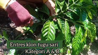 CARA MEMILIH ENTRES KOPI KLON TUGU SARI YG BENAR