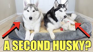 Should You Get Another Husky???