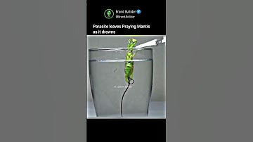 Horsehair worms do actually manipulate their hosts (including praying mantises