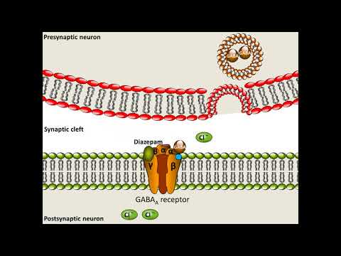 Diazepam - Mechanism of Action