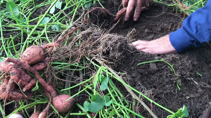 Harvesting Sweet Potatoes for Thanksgiving