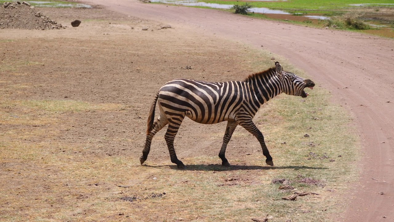 camera iphone 8 plus apk Kenia/Tanzania