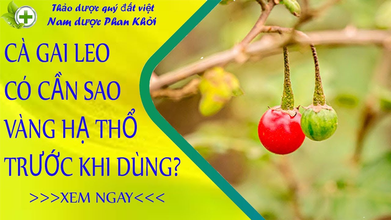 Sử dụng cà gai leo có cần sao vàng hạ thổ không? - youtube