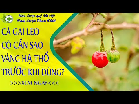 Video Sử dụng cà gai leo có cần sao vàng hạ thổ không? - youtube