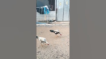 qaib sib ncaws ไก่ชนสวยงาม #ไก่ตี #ไก่ชน #ไก่ #qaib