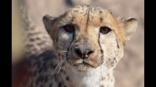 Close up Cheetah feeding Duesternbrook