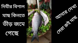 সবচেয়ে বড় মাছ। Amazing Big Fish  bangladesh village fish