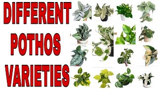 Different Varieties Of Pothos
