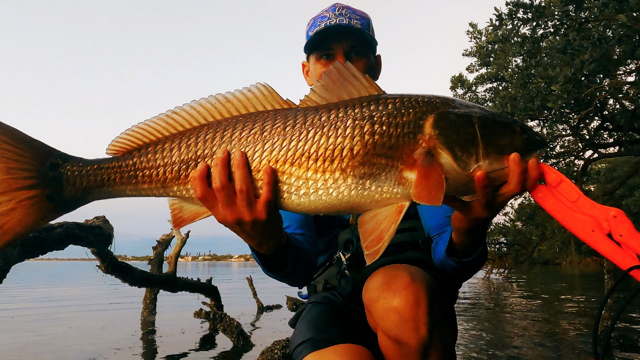 wade-fishing-palma-sola-bay-bull-redfish-youtube
