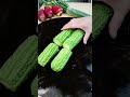 Harvesting fresh bitter gourd at my farm today! 🥒🌿 #farmlife #farming #agriculture