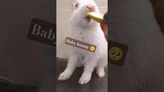 Rabbits Baby Bunny Eating 🥒 Cucumber #cute #rabbit #petvideos #khargosh #pets #ytshort
