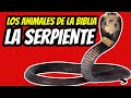 LA SERPIENTE// LOS ANIMALES SEGUN LA BIBLIA