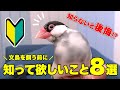 【文鳥をお迎えする人へ】絶対に知っておくべき8つのこと