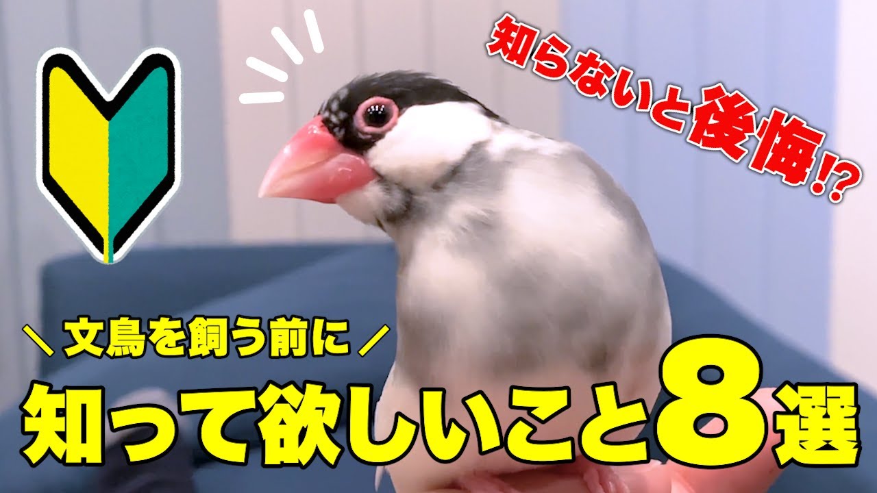 For Future Java Sparrow Owners] 8 Essential Things You Need to