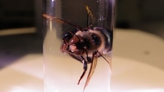 Smithsonian Science How? Exoskeletons In Our Closets