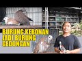 MENYULAP BURUNG KEBON JADI BURUNG GEDONGAN SEHARGA NMAX