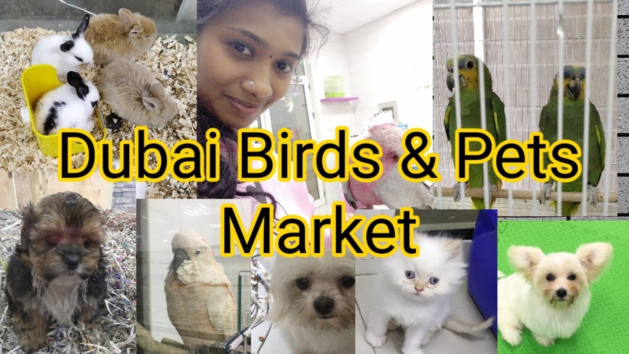 Dubai Birds & Pets Market Al warsan/Biggest pet market in Dubai/ #