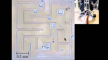 Intuitive control of self-propelled microjets with haptic feedback