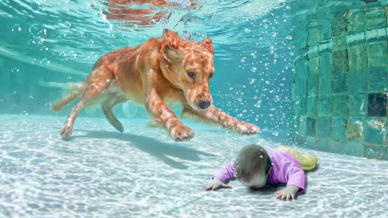 Animales H�roes Que Salvaron Vidas Humanas !