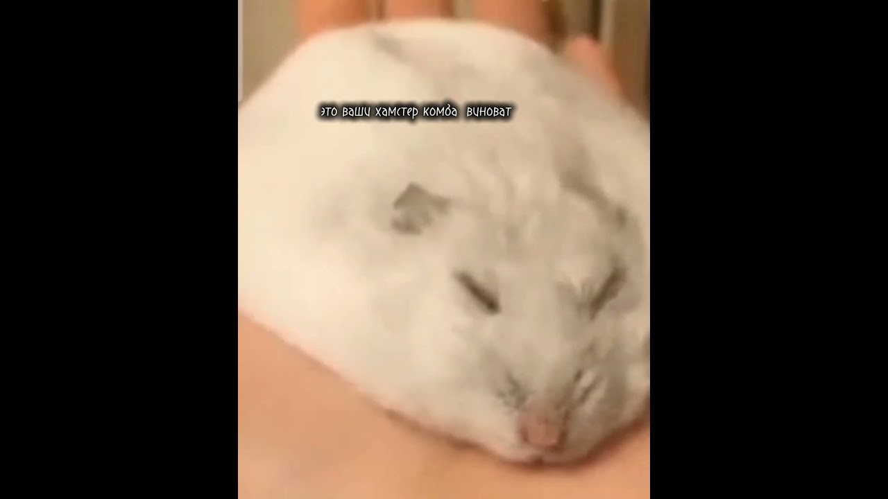 хамстер комба) 