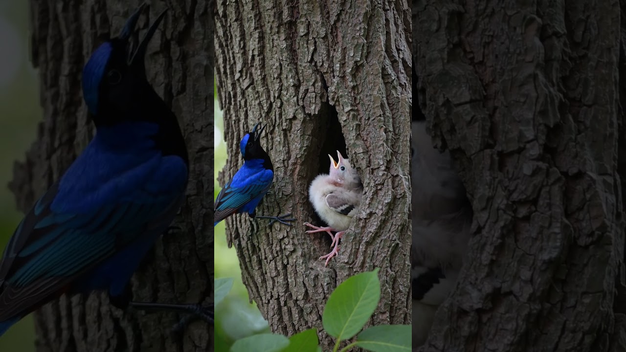 🕊️ A Bird with Her Baby | Tender Wildlife Moment | RDFX AI