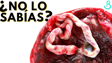 ¿A qué carne sabe la placenta?