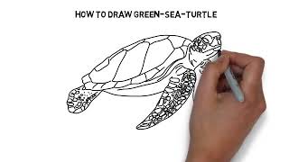 How to draw green sea turtle