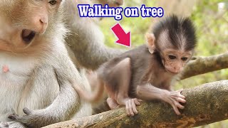 Adorable active Mini baby Jorana learn walk on tree slowly by scared, She is walk with tremble