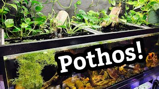 Using Pothos Plants in a Fish Aquarium