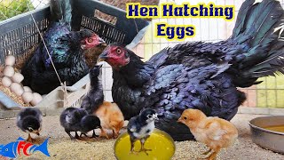 Gloom Hen Harvesting Eggs to Chicks in 21 days hatching video / FishCutting