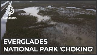 Everglades National Park ecosystem 'choking'