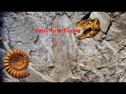 Polystrate Fossils