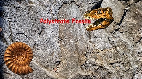 Polystrate Fossils