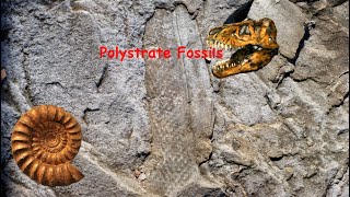 Polystrate Fossils