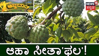 ಅನ್ನದಾತ | Custard Apple Farming: Tips From Agriculture Scientist Siddanna Toke