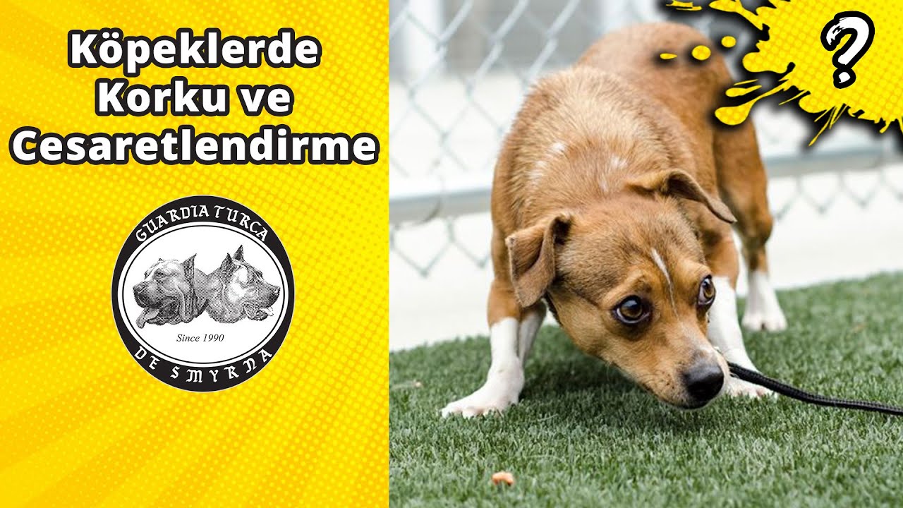 Köpeklerde Korku ve Cesaretlendirme