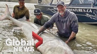 700-pound sturgeon hooked on BC catch-and-release fishing trip