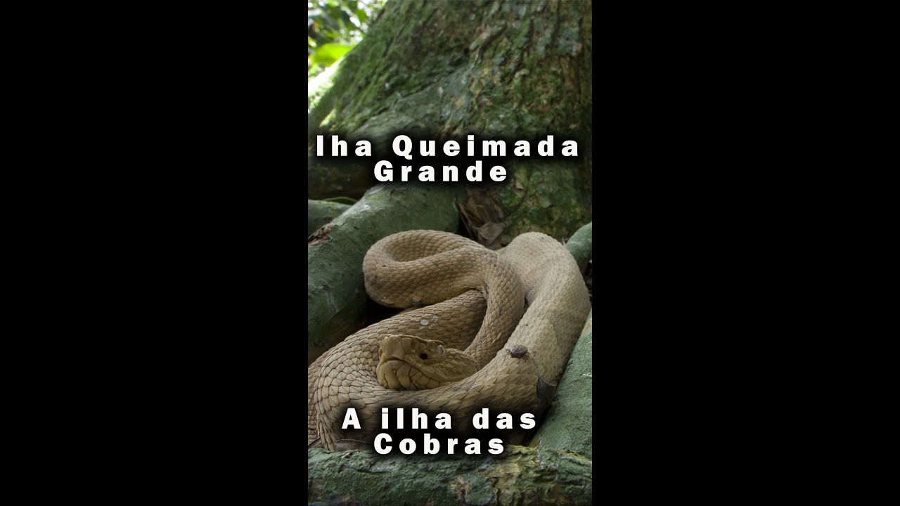 ILHA QUEIMADA GRANDE – Lugar mais Perigoso do Mundo – #shorts