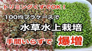 【水草】100均プラケースで水草水上栽培②