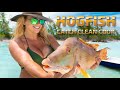 The BEST tasting fish in the FLORIDA KEYS... Patch Reef Fishing for Hogfish while Snorkeling