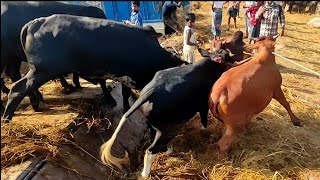 Cow Unloading Very Popular Cattle Market || Gabtoli Gorur Hat 2021|| BullShow