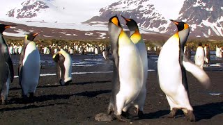 South Georgia Island - Wildlife Paradise at the Edge of the World