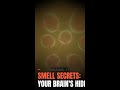 Sense of Smell: Your Nose's Secret Language Controls You Daily