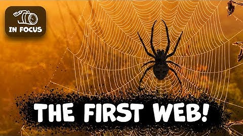 The Evolutionary Secret of Spider Webs