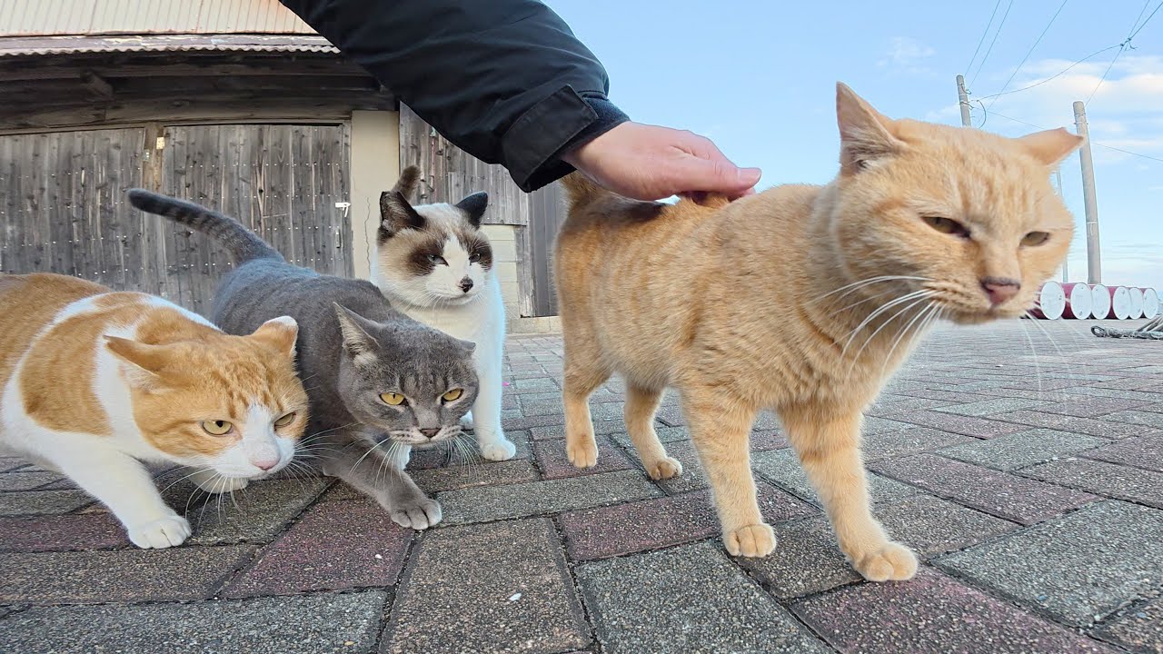 Кошки весело играющие с людьми пугаются звуков драк.