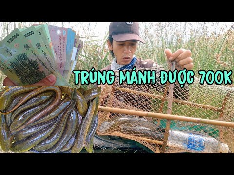 Video Thăm 27 cái lờ cá lần đầu bán được 700k quá đã - youtube