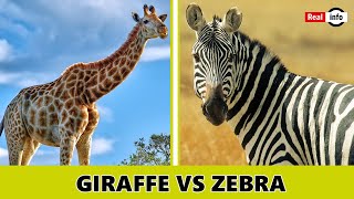 🦓🆚🦒 Epic Showdown: Zebra vs Giraffe -Who Will Rule the Savannah? #wildlife #animals #giraffe #zebra