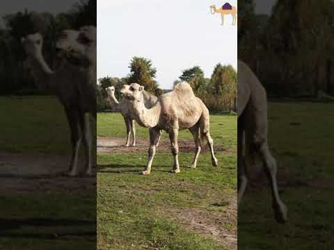 Βίντεο: Βακτριανή καμήλα - το πλοίο της ερήμου